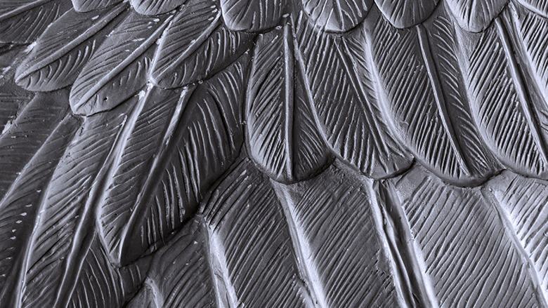 zoomed metal wings of silver coin