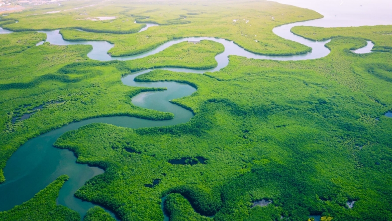 Aerial view of mangrove forest in Gambia. Photo credit: Curioso.Photography/Shutterstock.com