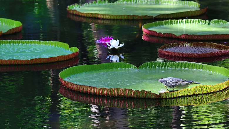 Green-Social-and-Sustainability-Bonds- Survey report cover - water lilies