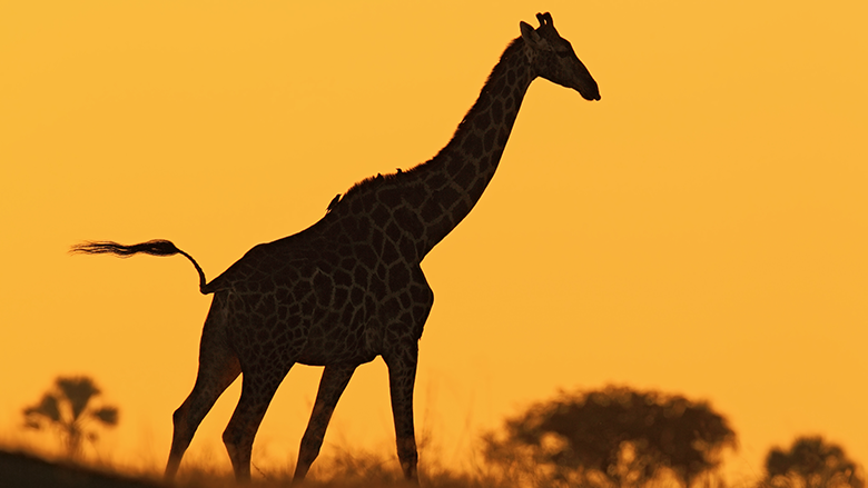 silhouette of giraffe 